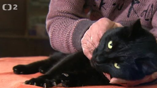 Nabídka koček z Jaroměře