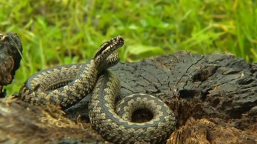 Miniseriál: Naši plazi a obojživelníci