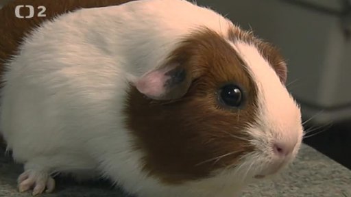 Chov malých morčat