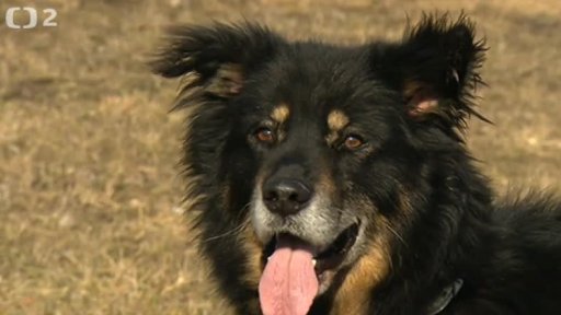 Nabídka psů z Tachova