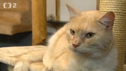 Nabídka psů a koček z Kozlů u České Lípy