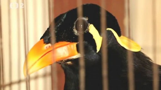 Naši ochranáři v Indonésii