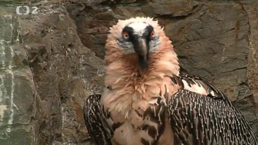 Miniseriál z českých zoo: Pomáháme jim přežít