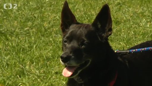 Nabídka psů z Lučan