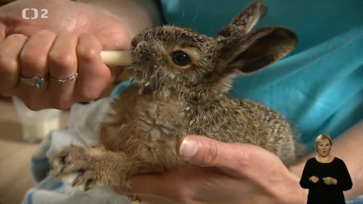 Záchranná stanice Hrachov – Ochrana fauny ČR