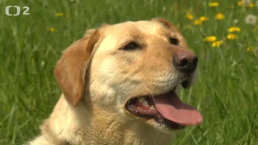 Nabídka psů z Lukavice