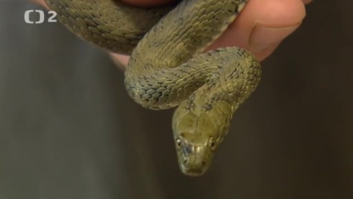 Miniseriál z českých zoo: Pomáháme jim přežít