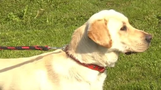 Nabídka psů z Řepnice