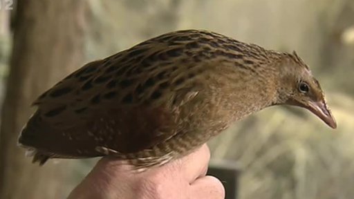 Miniseriál z českých zoo: Pomáháme jim přežít