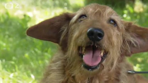 Nabídka psů z útulku v Jimníně