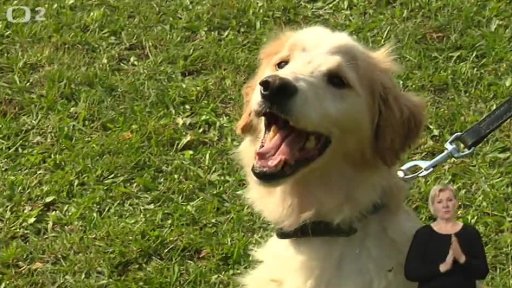 Nabídka psů z útulku Kolín