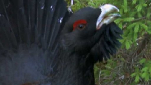 Ochrana zvířat na Šumavě