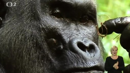 Pomáháme jim přežít: Projekt KambaTiBaAka