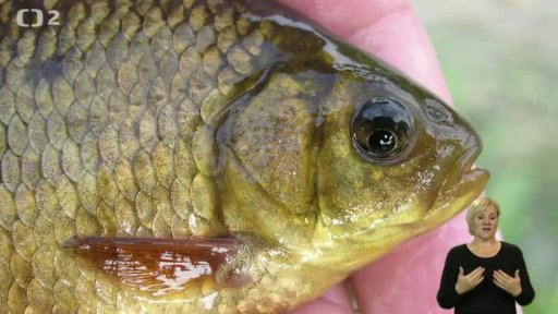 Ohrožené druhy ryb v našich tocích