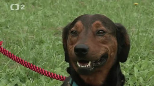 Nabídka psů z Ústí nad Labem