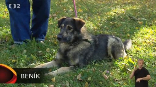 Nabídka psů z Chomutova