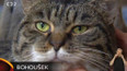 Nabídka koček z Králova Dvora