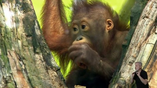 Pomáháme jim přežít: Kampaň proti používání palmového oleje