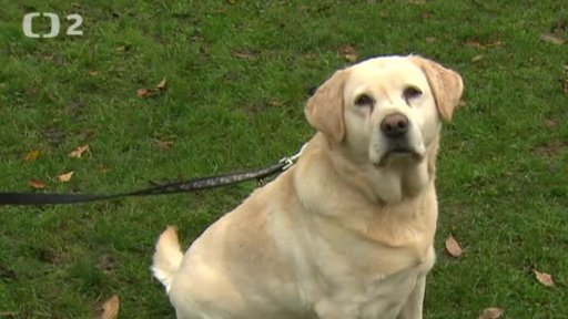 Nabídka psů z Děčína