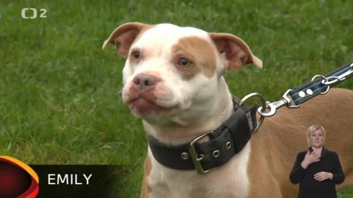 Nabídka psů ze Strakonic