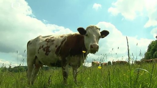 Čtyřnohé filmové hvězdy zachráněny