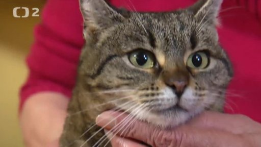 Nabídka koček z Kladna