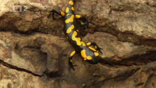 Pomáháme jim přežít: Chov mloků skvrnitých