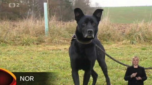 Nabídka psů z Němčovic