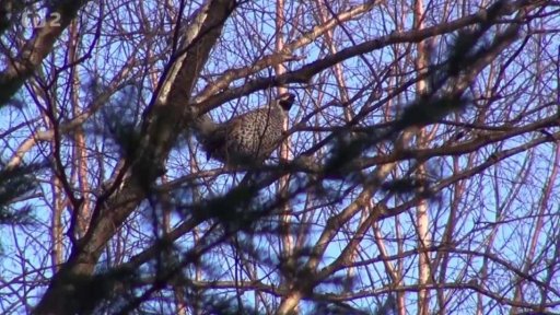 Jarní ruská tajga u Kirova