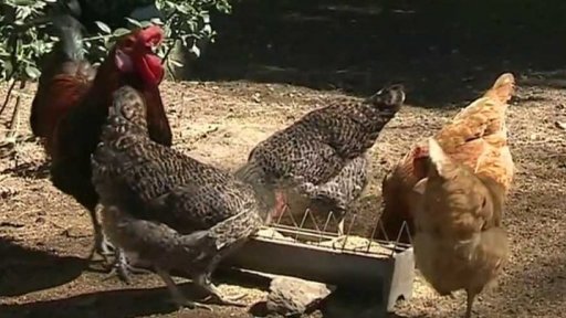 Vlastní slepice, domácí vajíčka