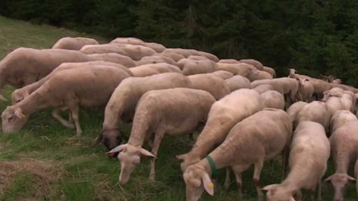 Stravenky na podporu farmářů a lokálních potravin