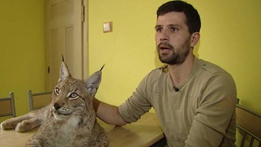 Návrat rysů do české přirody