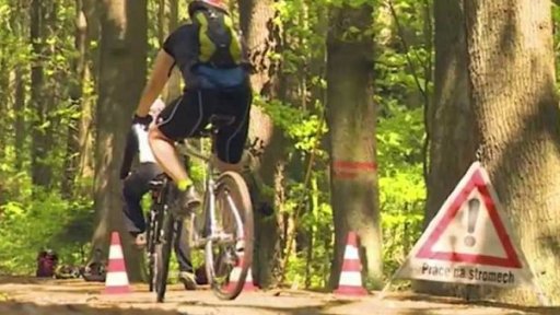 Nebezpečné stromy u turistických stezek