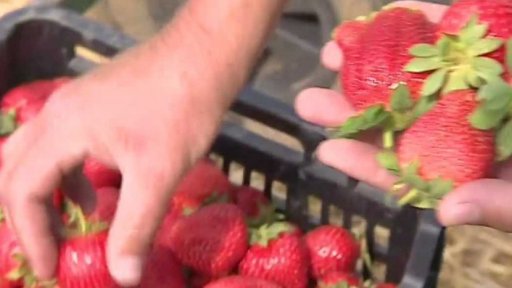 Sbírání prvních českých jahod