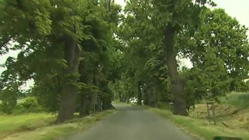 Mizející aleje u silnic