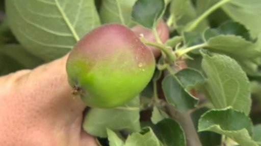 Pěstitelé očekávají rekordní úrodu ovoce