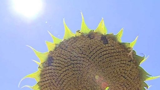 Exotika na jižní Moravě