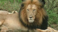 Turista zastřelil lví celebritu