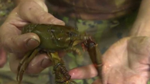 Stěhování raků kvůli suchu