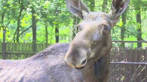 Dopravní značka: Pozor los!