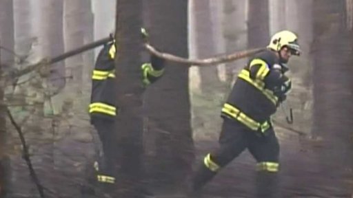 Obnova shořelého lesa