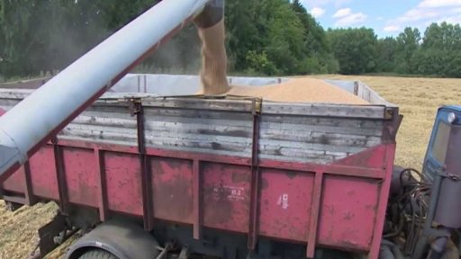 V Česku začaly dožínky