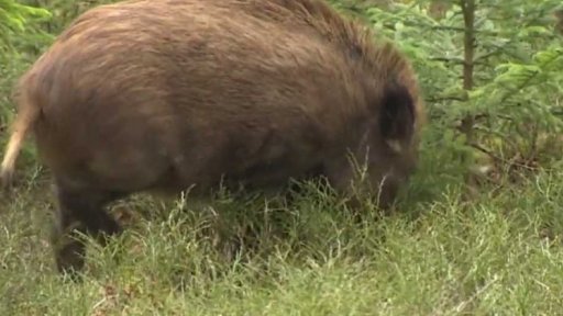 Odstřel přemnožených zvířat