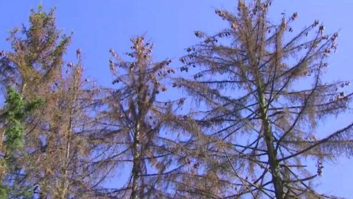 Přemnožený kůrovec