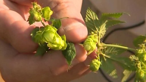 Letošní úroda chmele