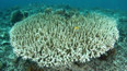 Teplo devastuje mořské korály