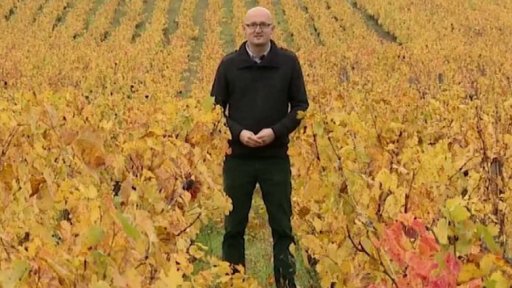 Problémy francouzských vinařů