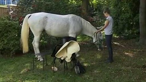 Bílý kůň ustájený v centru Ostravy