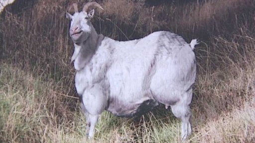 Obezita v přírodě?