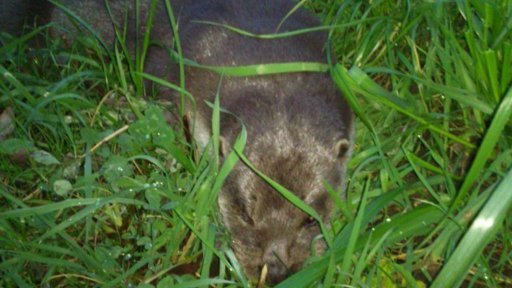 Pytláci stále škodí populaci vyder.